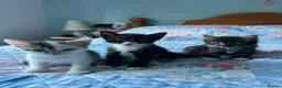 Mixed Breed cats for sale: 3 adorable male kittens for sale - Advert 9