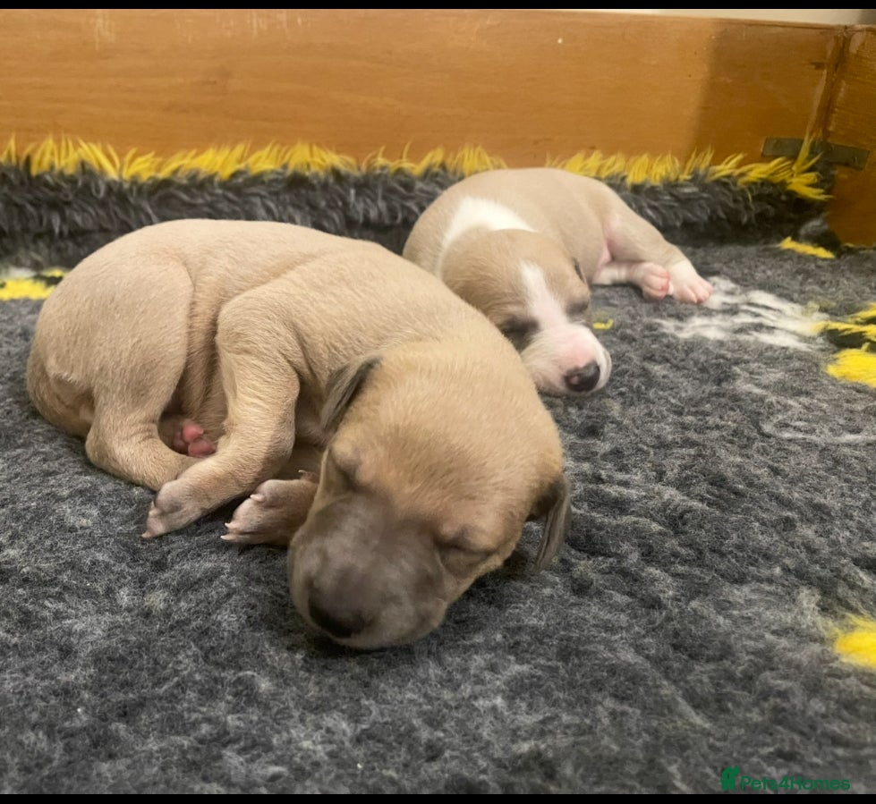 Whippet dogs 2 Gorgeous KC registered boy whippet puppies  - Advert 17