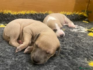 Whippet dogs 2 Gorgeous KC registered boy whippet puppies - Advert 9