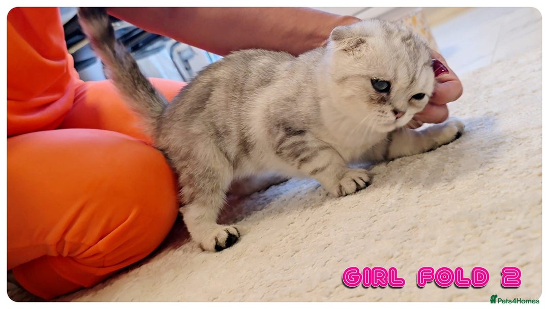 Scottish Fold cats for sale: Adorable scottish fold kittens - Image 8
