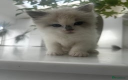 Ragdoll cats for sale: Ragdolls - Image 11