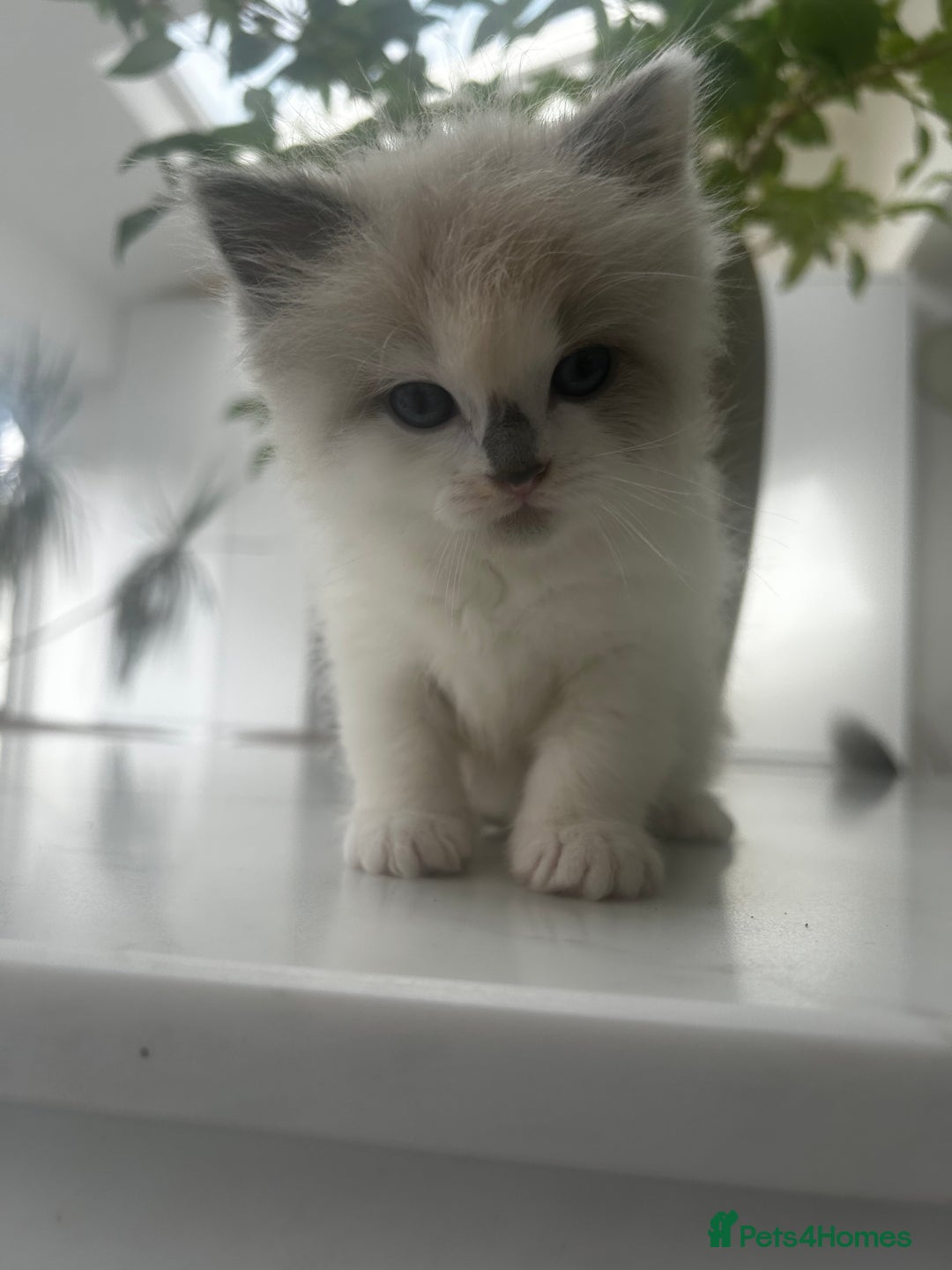 Ragdoll cats for sale: Ragdolls - Image 11