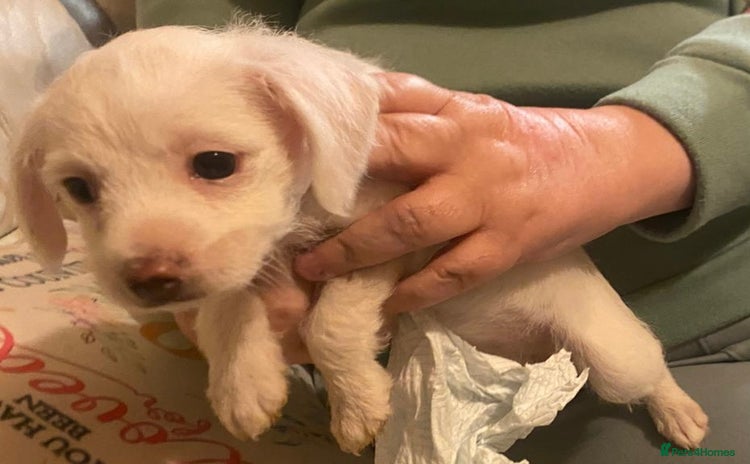 Chipoo dogs - Advert 2