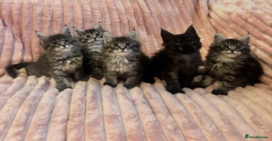 Maine Coon cats  TICA Registered Maine Coon Kittens-Proven lines - Advert 5