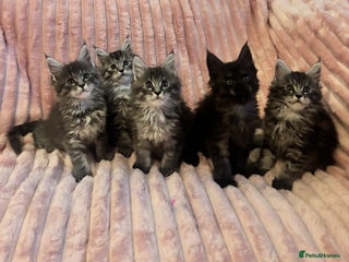 Maine Coon cats - Advert 2