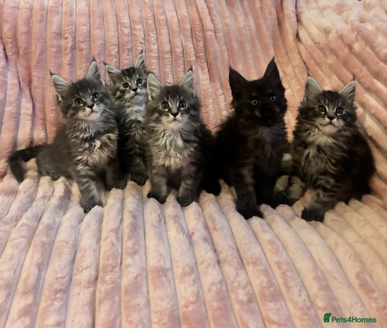 Maine Coon cats - Advert 6