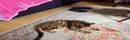 Bengal cats for stud: Stunning TICA Registered Bengal Stud Available - Advert 7