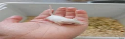 Mouse rodents for sale: Baby female fancy mice  - Advert 8