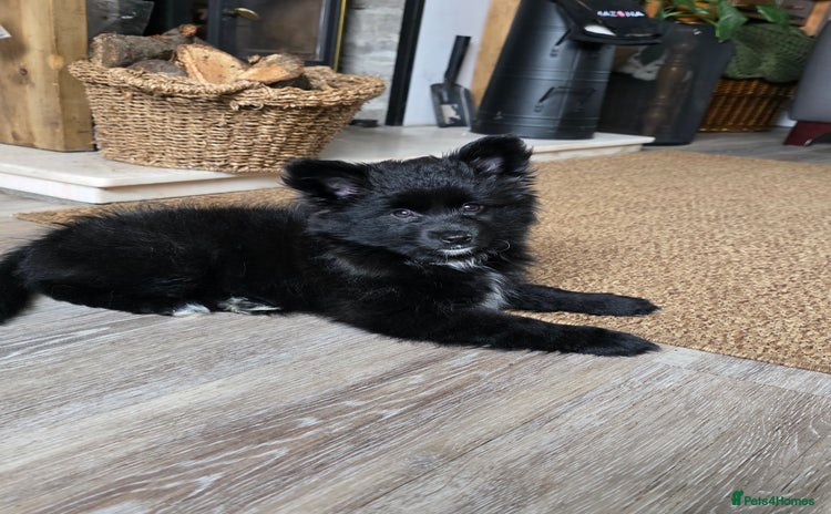 Pomsky dogs Pomsky puppy GIRL **READY for her new 🏡** - Advert 16