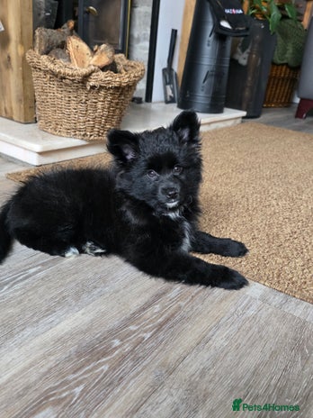 Pomsky dogs Pomsky puppy GIRL **READY for her new 🏡** - Advert 16