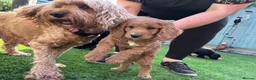 Cockapoo dogs for sale: Beautiful boy cockapoo - Advert 1