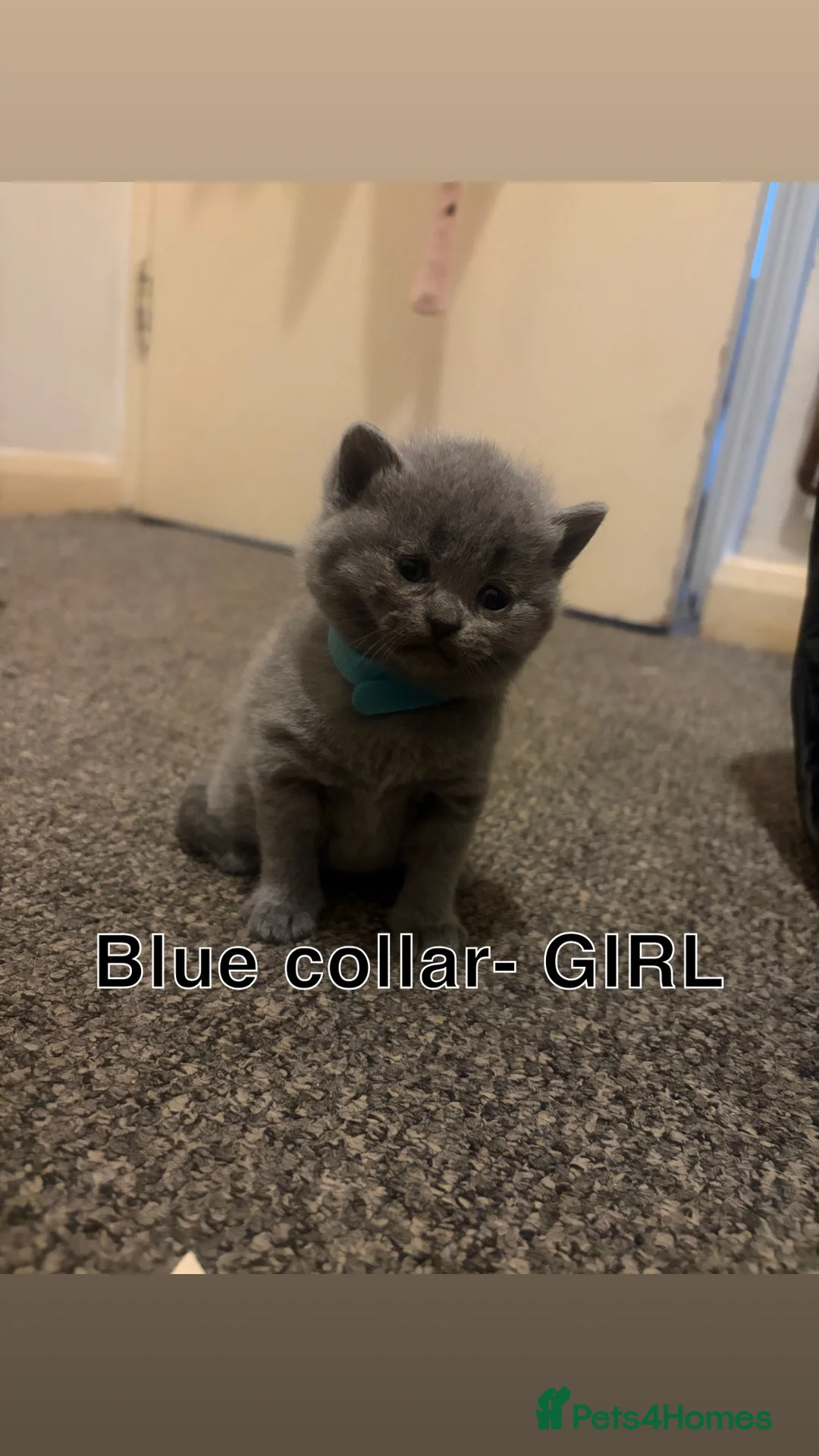 British Shorthair cats for sale: 5 Blue British shorthair kittens  - Advert 5