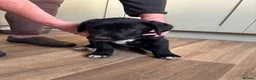 Borador dogs for sale: 2 Black Labrador x Collie puppies (Borador) in Inverness - Advert 6