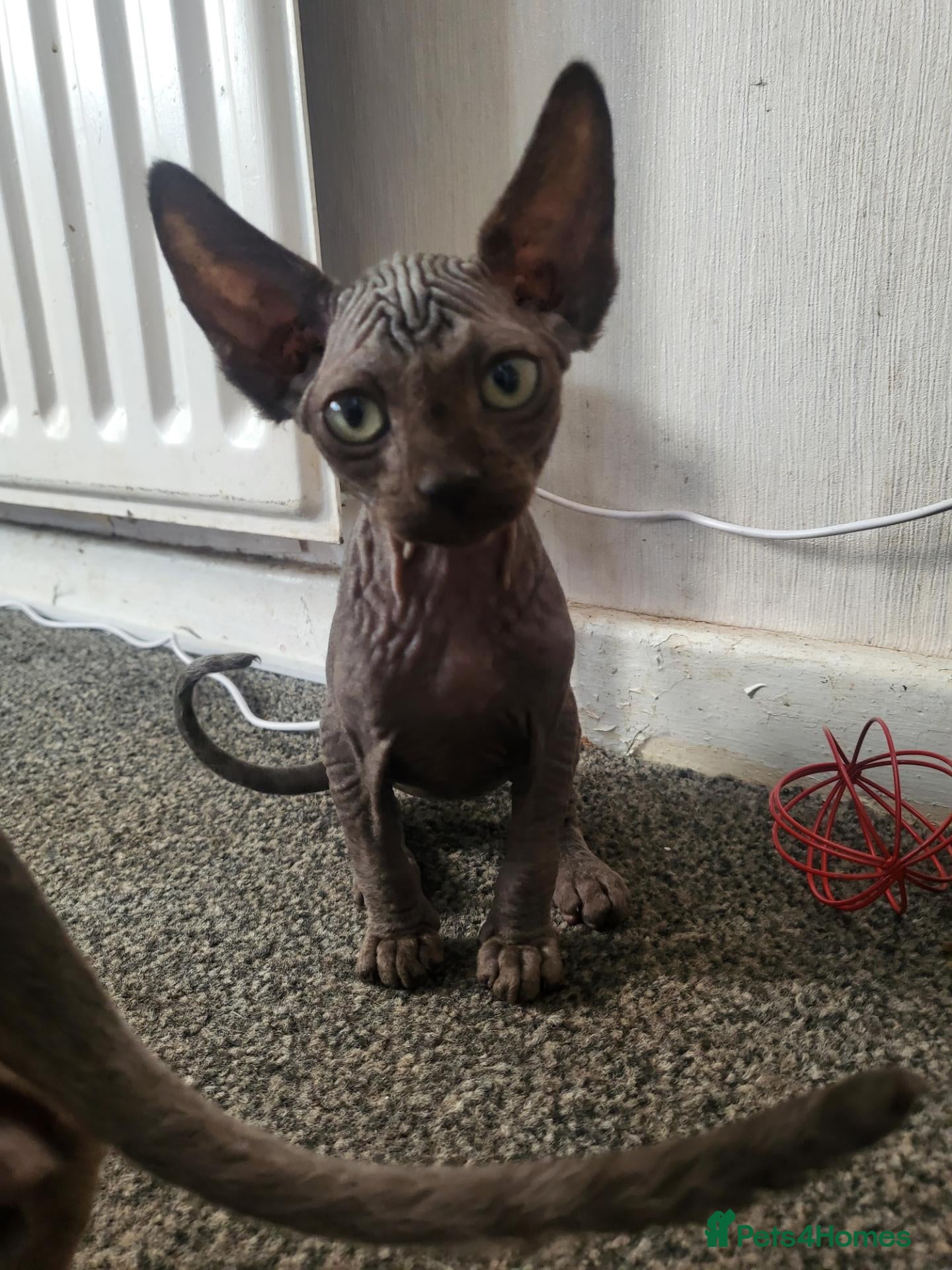 Sphynx cats Sphynx girls and boy elf 🐾🐾 - Advert 2