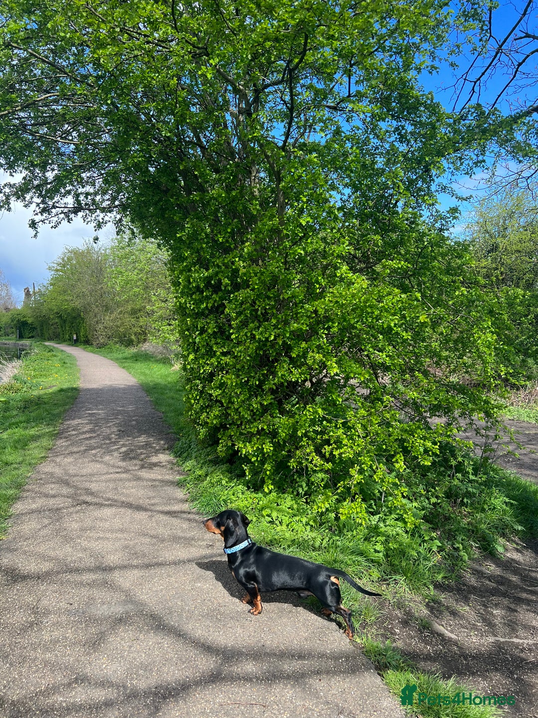 Dachshund dogs for stud: 4 Year Old Standard Dachshund For Stud Only in Ilkeston - Image 4