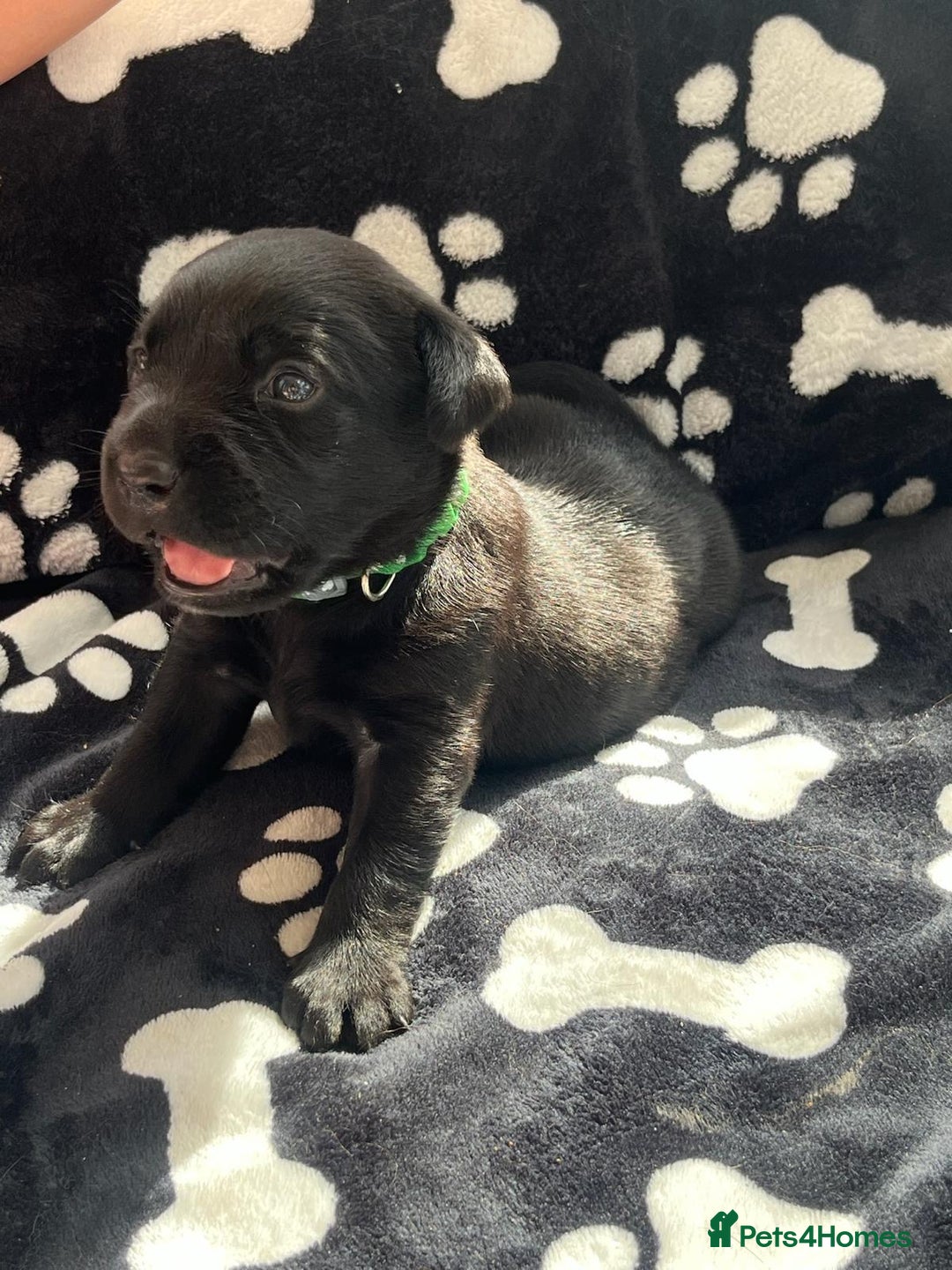 Labrador Retriever dogs for sale: 🐾 Beautiful Labrador Puppies🐾 - Image 8