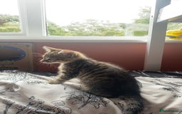 Bengal cats for sale: beautiful bengal kitten  - Image 20