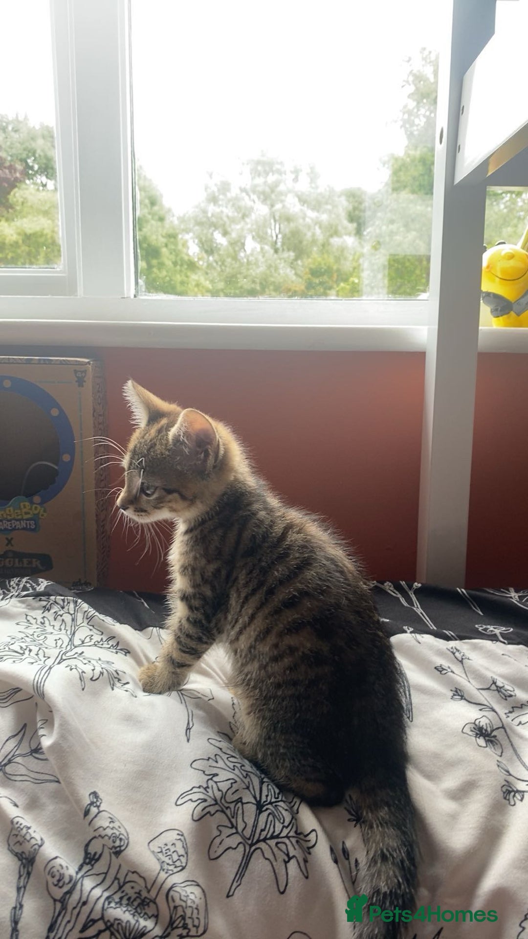 Bengal cats for sale: beautiful bengal kitten  - Image 20