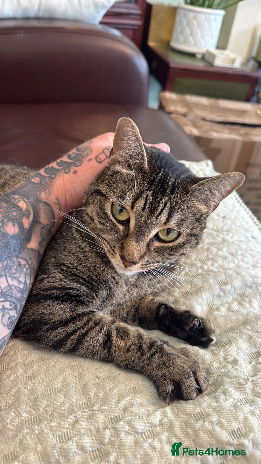 Domestic Shorthair cats for sale: Two shorthair cats for rehoming  - Advert 2