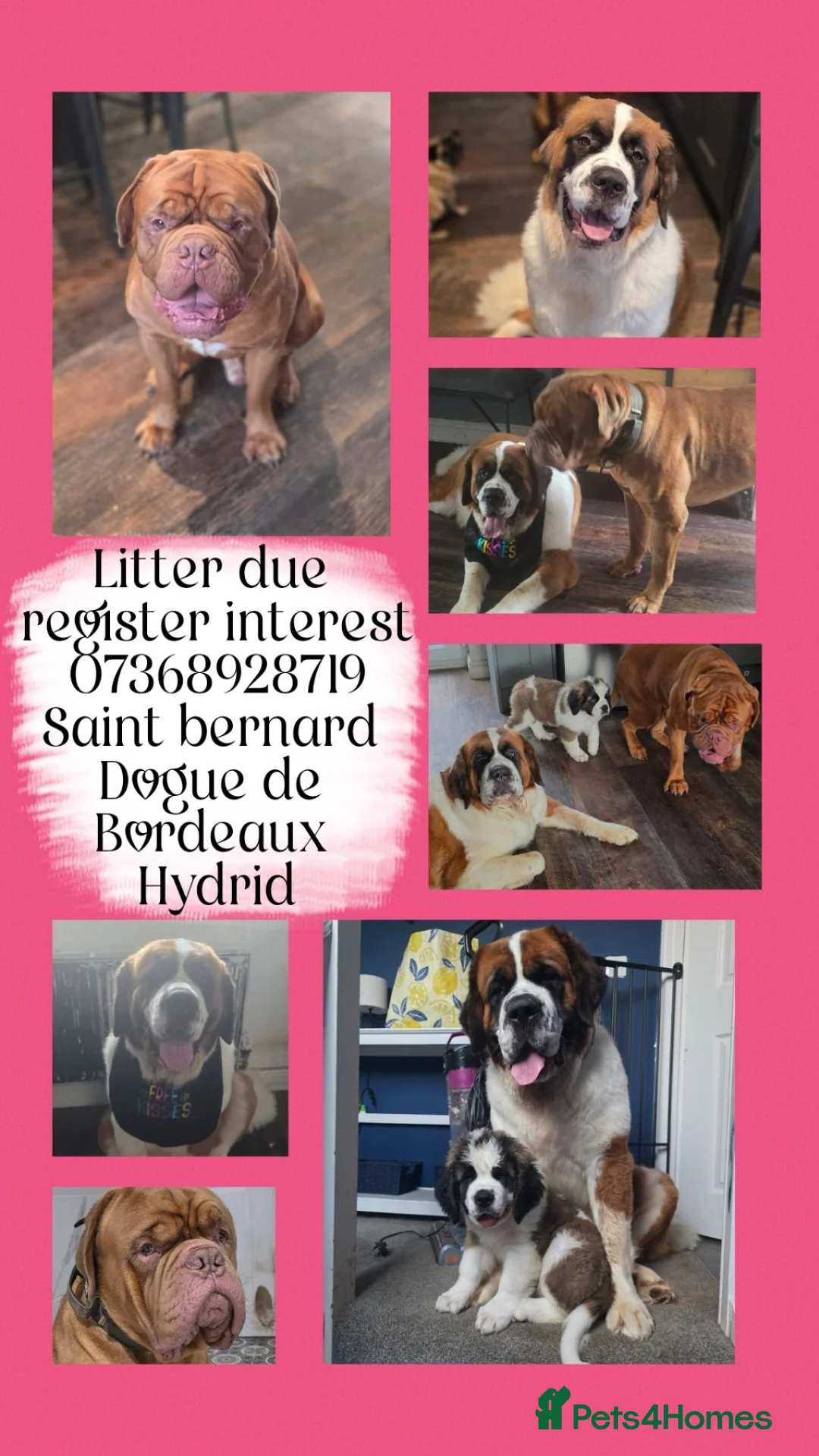 Mixed Breed dogs for sale: Litter due any day  - Advert 1