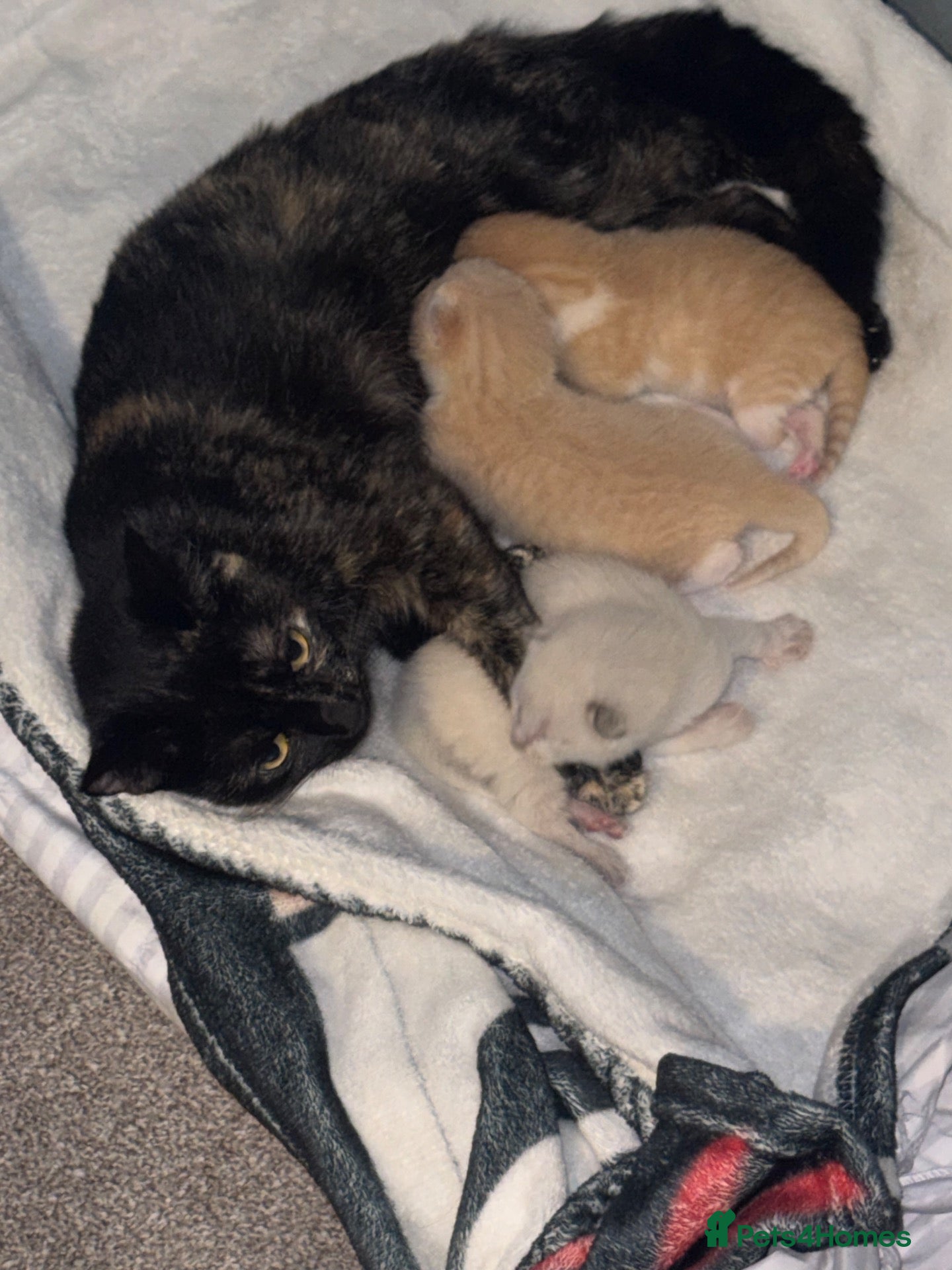 Mixed Breed cats Beautiful ginger kittens.  - Advert 1