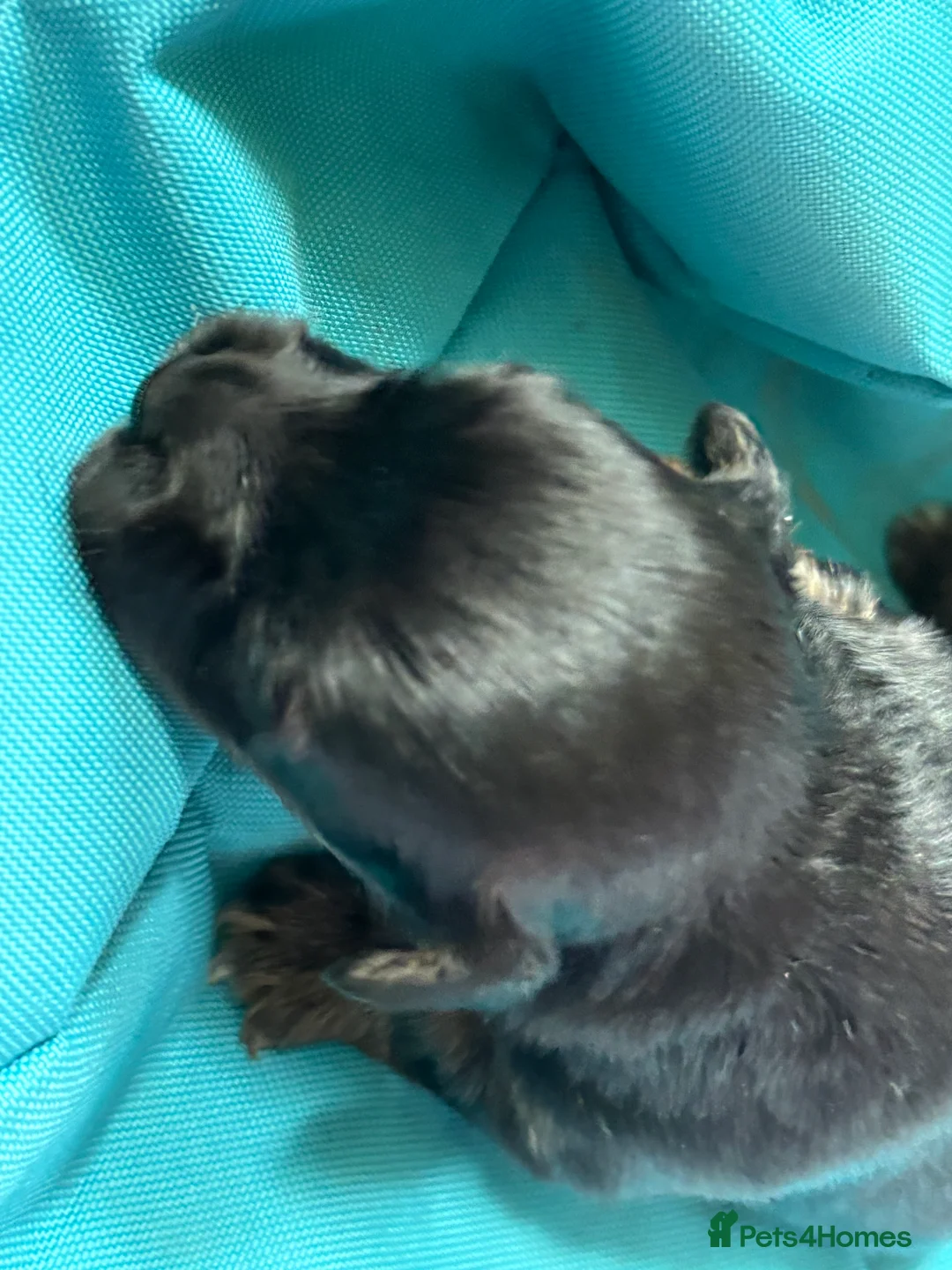 Jack Russell dogs for sale: Trad.family short legged short hair- ready!! - Advert 28