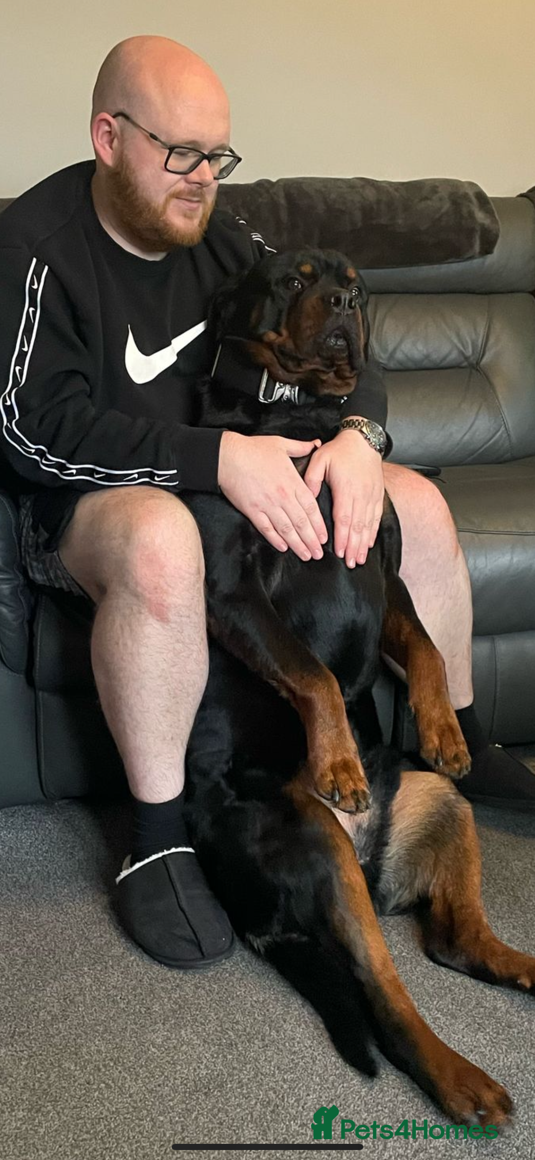 Rottweiler dogs for sale: Rottweiler needs a loving forever home  - Advert 8