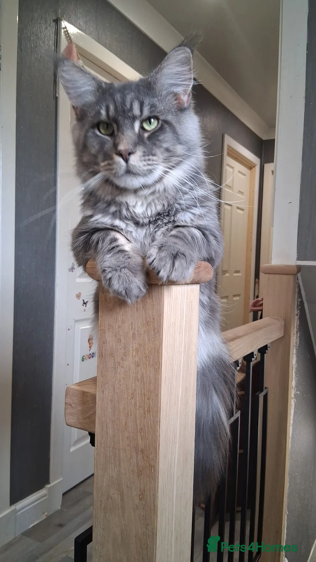 Maine Coon cats for sale: 5 pure bred main coon kittens in Glasgow - Advert 2