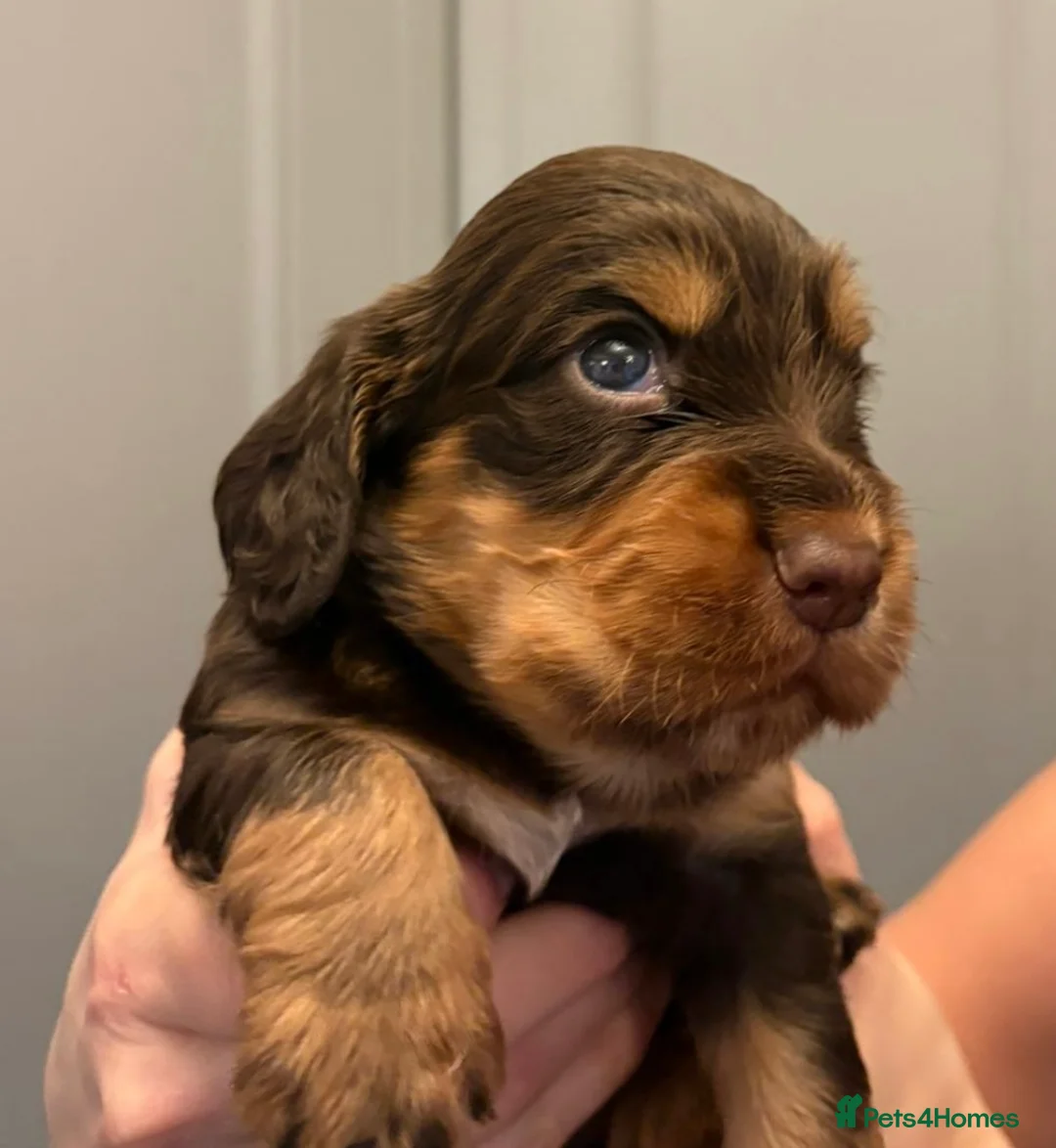 Cocker Spaniel dogs for sale: KC reg working cocker spaniels  - Advert 3