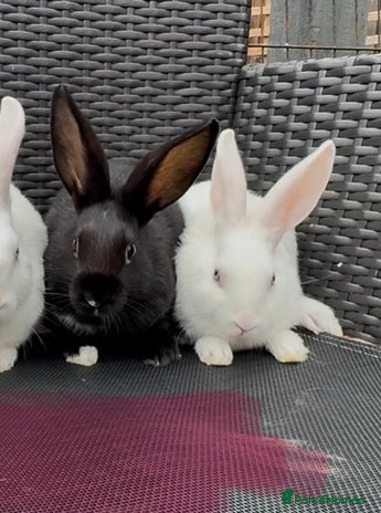 Mixed Breed rabbits - Advert 7