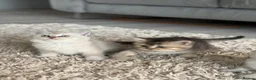 British Shorthair cats for sale: 🥇lilac colour point, GCCF BSH kittens ready now - Advert 10