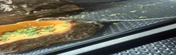 Bearded Dragon reptiles for sale: Baby Bearded Dragons  in Didcot - Advert 17
