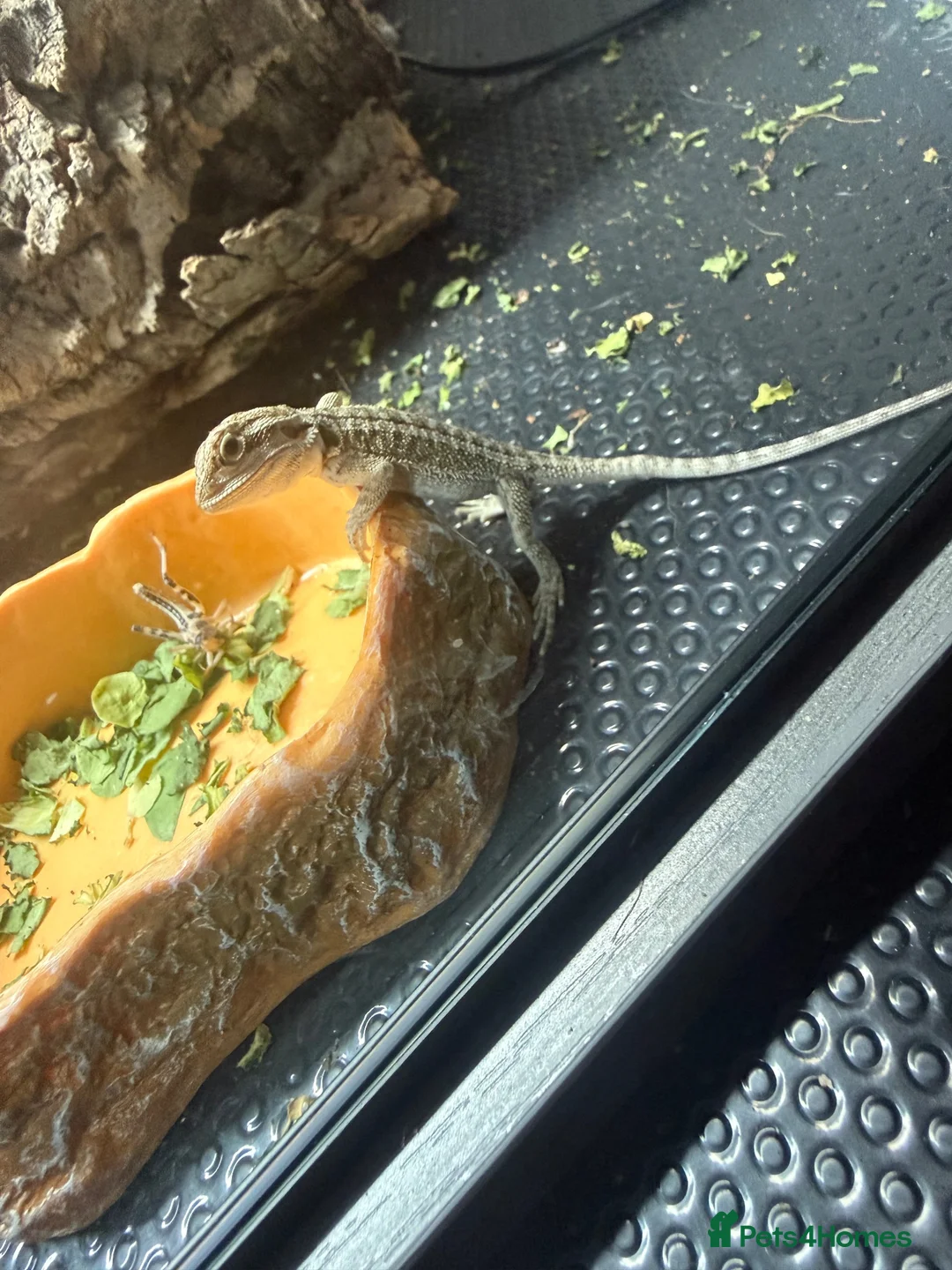 Bearded Dragon reptiles for sale: Baby Bearded Dragons  in Didcot - Advert 17
