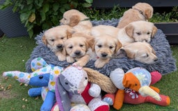 Golden Retriever dogs for stud: KC health and hip check golden retriever  - Image 7