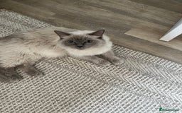 Ragdoll cats for sale: 2 Adorable Bluepoint boy Kittens left!  - Image 31