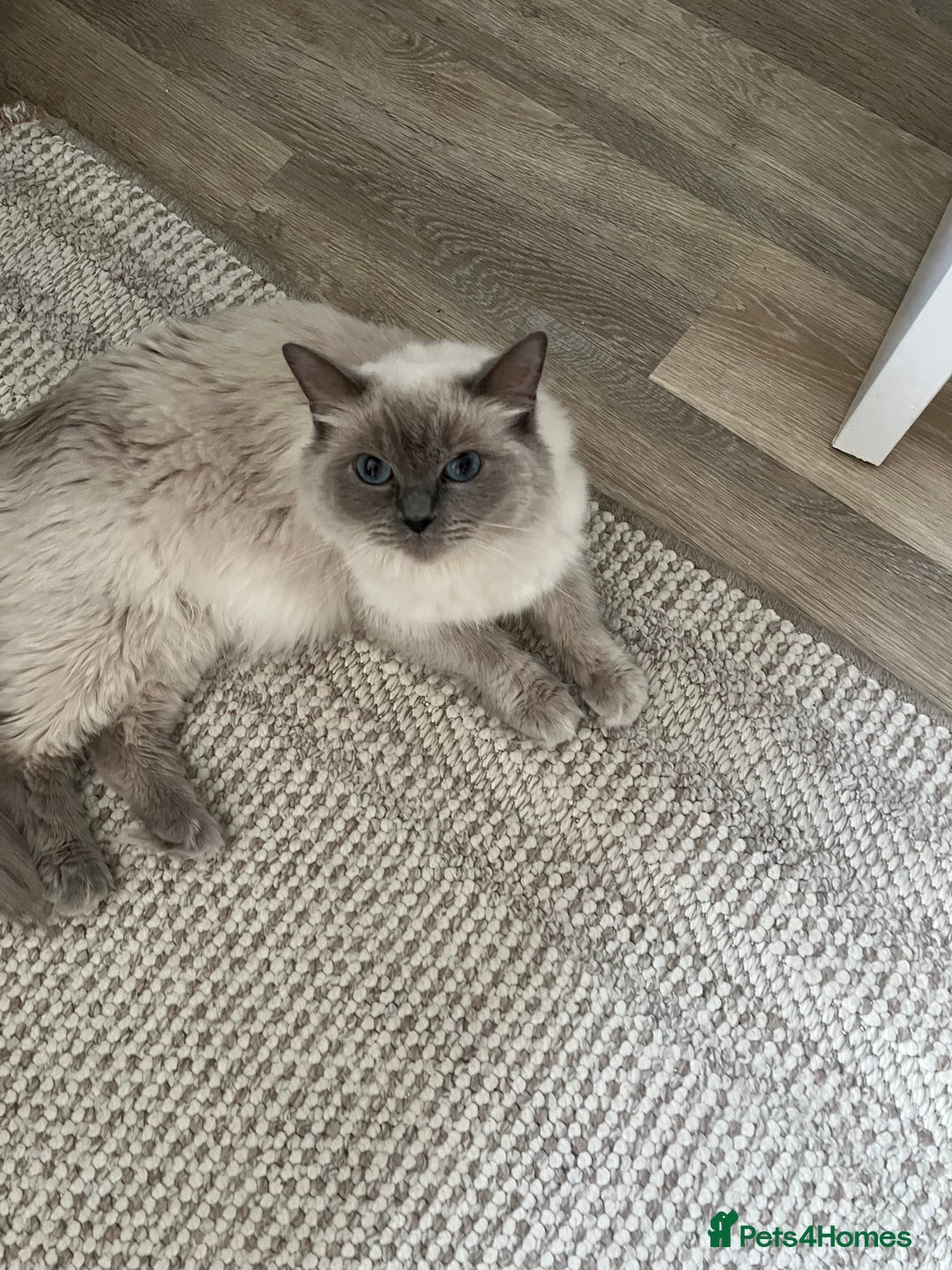 Ragdoll cats for sale: 2 Adorable Bluepoint boy Kittens left!  - Image 31