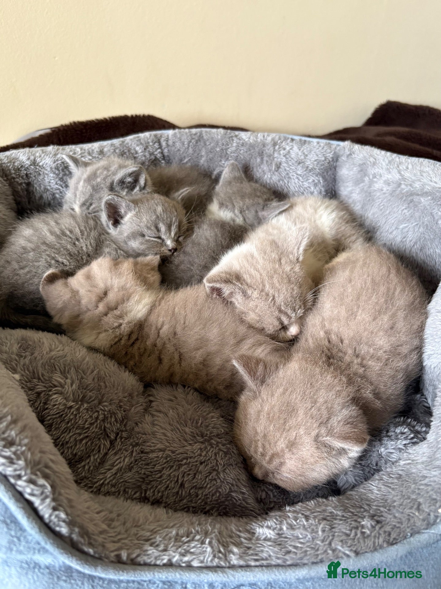 British Shorthair cats British Shorthair Kittens for Sale - Advert 2