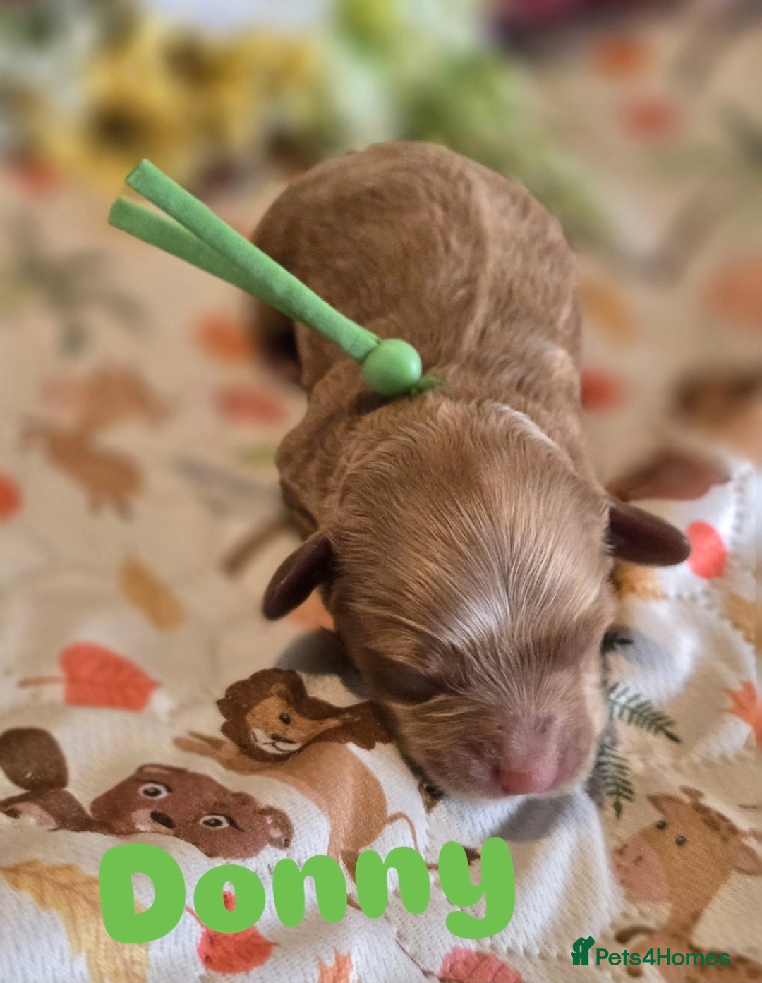 Cockapoo dogs for sale: American cockerpoo licensed Breeder health tested  - Image 8