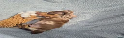 Miniature Dachshund dogs for sale: Gorgeous KC Reg, PRA Clear miniature dachshunds - Advert 13
