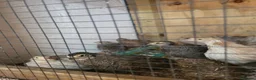 Quail poultry for sale: 6 week old sexed jumbo quail. - Advert 5