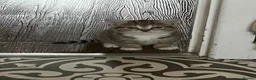Mixed Breed cats for sale: Beautiful kittens  - Advert 4