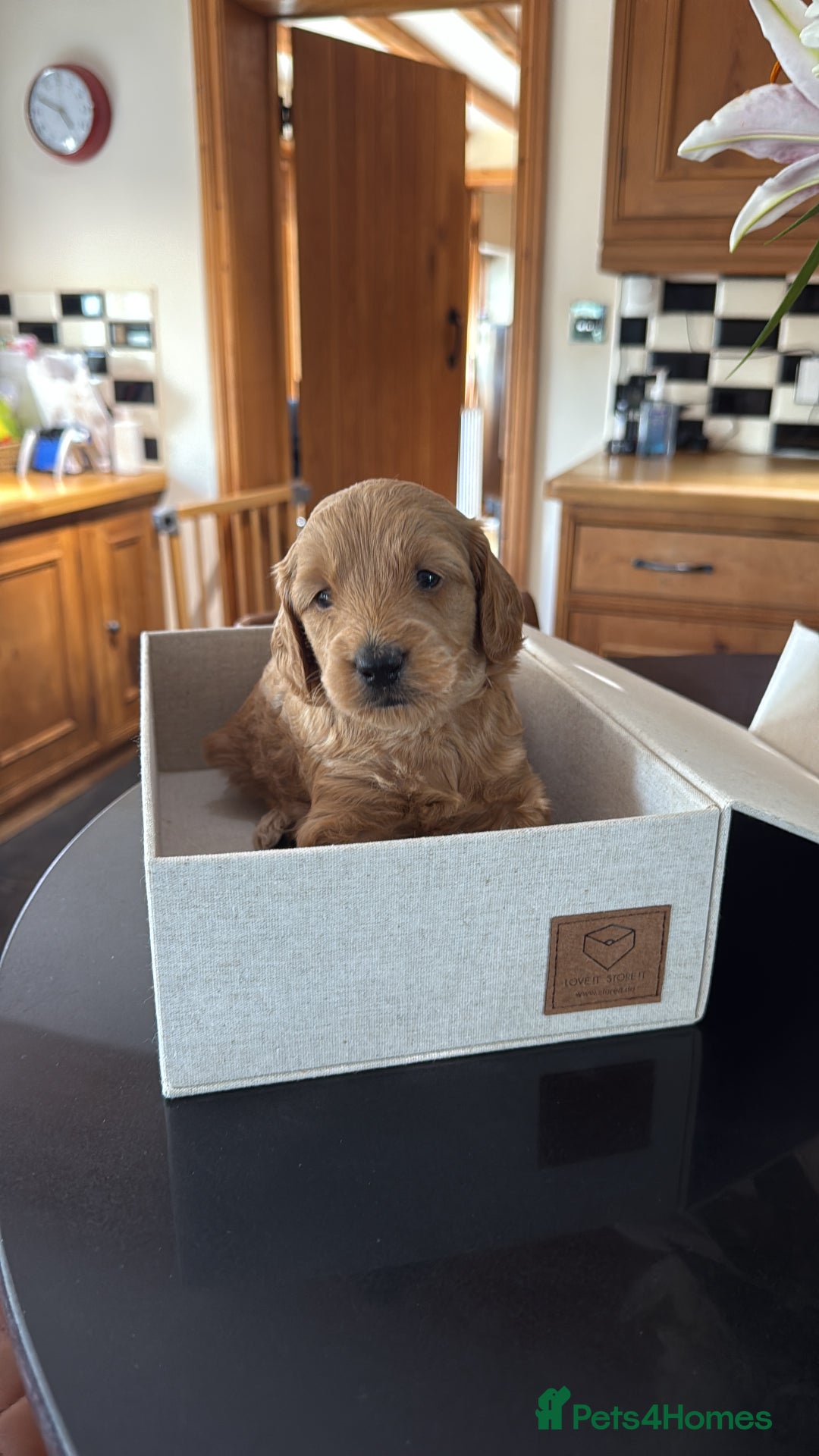 Mini Goldendoodle dogs for sale: Outstanding Goldendoodle puppies  - Image 1