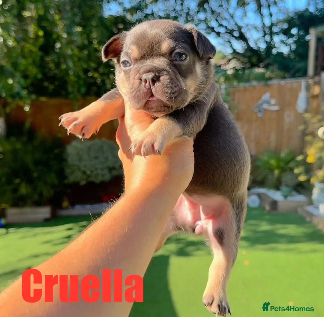 French Bulldog dogs for stud: ROJO AND TAN CARRYING FLUFFY RFG0, health clear in Hastings - Advert 6