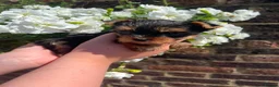 Yorkshire Terrier dogs for sale: ❤️ Beautiful Yorkshire Terrier Puppies ❤️ in Sittingbourne - Advert 2