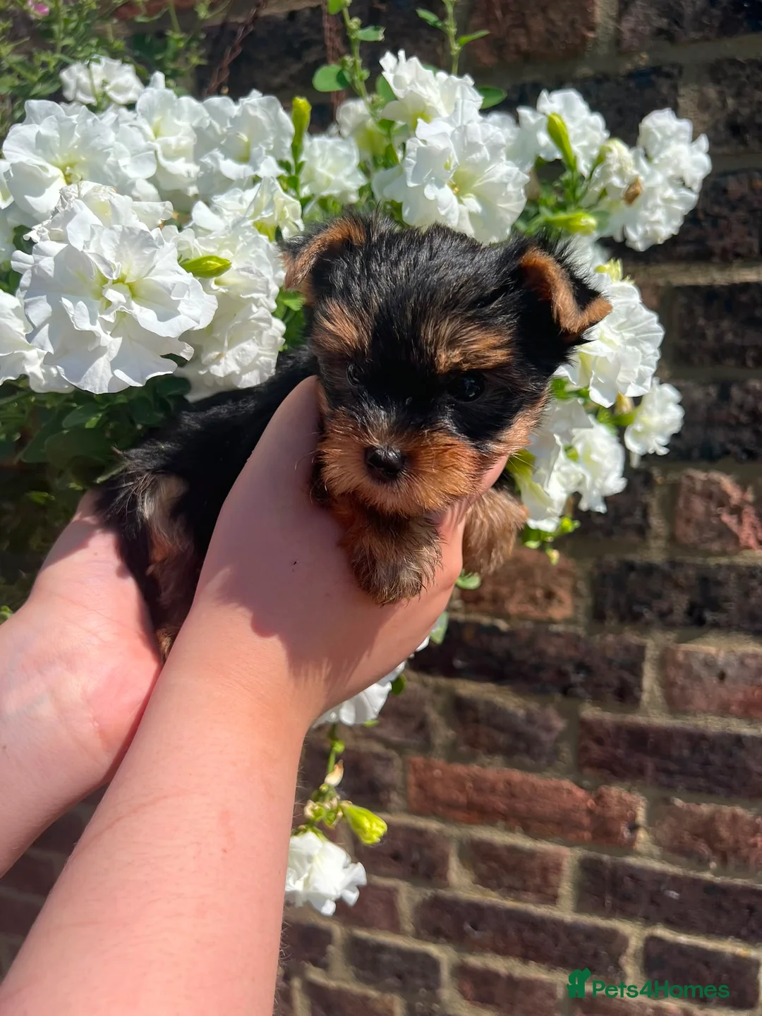 Yorkshire Terrier dogs for sale: ❤️ Beautiful Yorkshire Terrier Puppies ❤️ in Sittingbourne - Advert 2