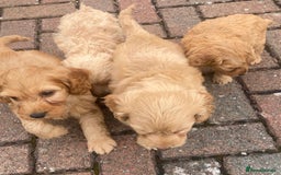 Cavapoo dogs for sale: Cavapoo puppies  - Image 1
