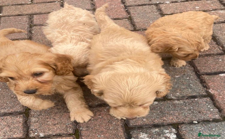 Cavapoo dogs - Advert 13