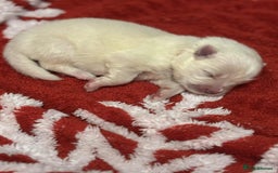 Samoyed dogs for sale: KC reg. Samoyed puppies with champ bloodline  - Advert 29