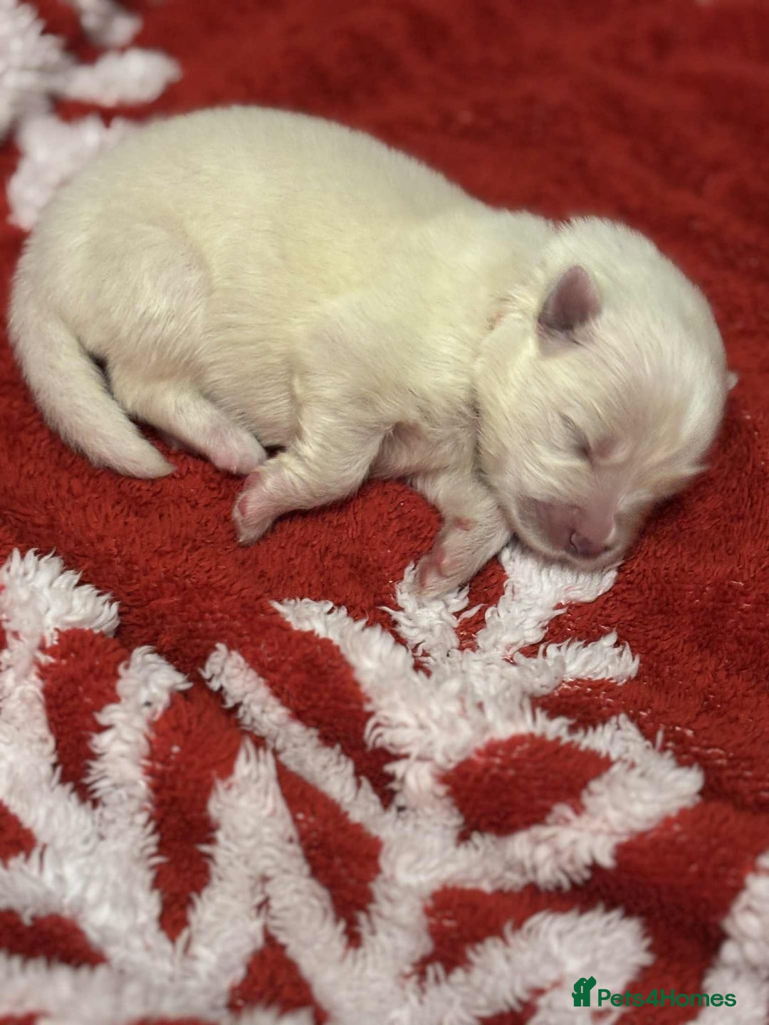 Samoyed dogs for sale: KC reg. Samoyed puppies with champ bloodline  - Advert 29