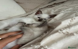 Siamese cats for sale: 2x Beautiful Pedigree Siamese Female Kittens - Image 11